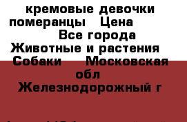 кремовые девочки померанцы › Цена ­ 30 000 - Все города Животные и растения » Собаки   . Московская обл.,Железнодорожный г.